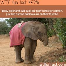 How Elephants Are Much Like Humans Wtf Fun Facts Animal Facts Funny Animal Pictures Elephant
