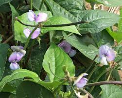 Image result for Vigna mildbraedii