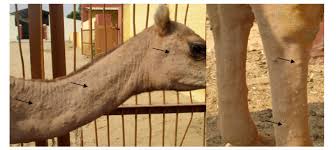 Alzheimer's disease international examines the issue of stigma in its world alzheimer report 2019. Camelpox Virus Vaccine Creative Biolabs