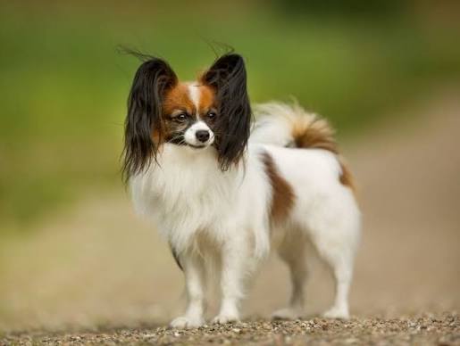 Papillon Dog Breed Guide: Care and Training | BorrowMyDoggy