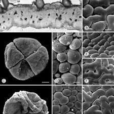 Image result for Huberantha mossambicensis