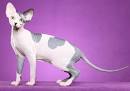 Sphynx Breeders - The International Cat Association