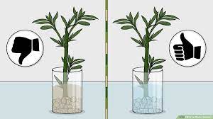 In it's bright native environment it is surrounded by. How To Water Bamboo 9 Steps With Pictures Wikihow