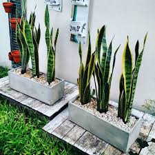 Maybe you would like to learn more about one of these? Manfaat Tanaman Hias Lidah Mertua Dan Cara Merawatnya