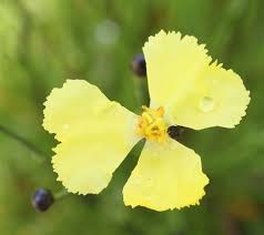 Image result for Xyris valida