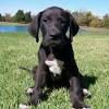 Great dane dog breeders, great dane puppys sale of thailand, akc great dane pups, akc great danes, black and blue litter, blue great dane in our nursery you can buy a puppy, get a free consultation of a trainer, veterinary doctor and a breeder. 1