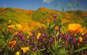 That's the thing about these super blooms. California Wildflowers Where To See The Southern California Superbloom