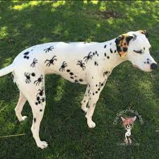 Repinned Spider Dalmatian Dog Halloween Dog Grooming Dalmatian Dogs