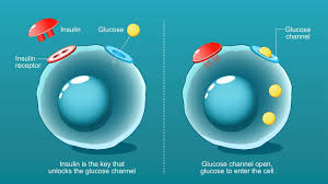 Image result for Insulin