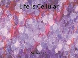 1 life is cellular worksheet. Lesson Overview 7 1 Life Is Cellular Ppt Download