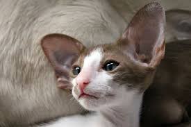 Cfa registered devon rex kittens. Oriental Shorthair Kitten Schattige Dieren Katten Dieren