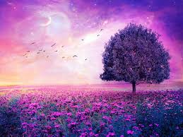 Orange flowers, summer, blossom, bloom, aesthetic. High Resolution Purple Landscape Wallpaper