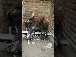 Dalam adu ayam, kemenangan bisa dicapai dengan hitungan hari sesuai hitungan jawa. Peternakan Ayam Bangkok Kediri Jawa Timur Tentang Kolam Kandang Ternak