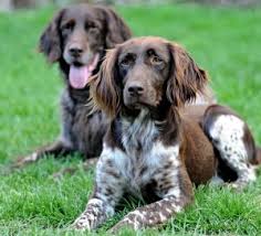 Image result for německý ohař dlouhosrstý