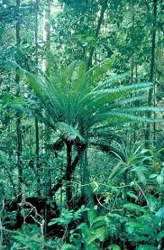 Image result for Cycadaceae