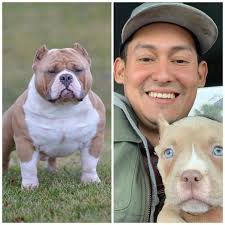 The Bully's Paradise Kennel