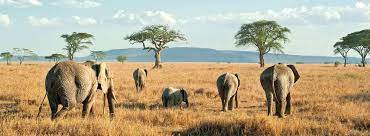 Tanzania, officially the united republic of tanzania, is a nation on the east coast of africa. Tanzania Visa Application Requirements Residents Of Germany Visahq