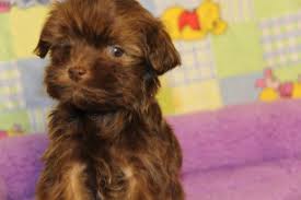 We are located in central alabama where we live on a ranch and raise and care for our puppies as well as various other animals. Chocolate Havanese Puppy Angie S Havanese Puppies