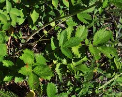 Image result for Drypetes arguta