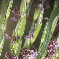 Image result for Digitaria longiflora