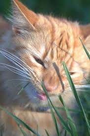 Funny Cat Faces Funny Cat Faces Cats Cat Face