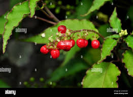 Image result for Petiveriaceae