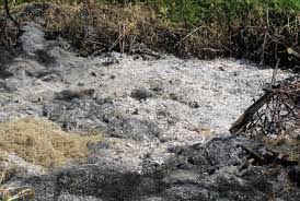 Maybe you would like to learn more about one of these? Is Wood Ash Good For Grass And Does It Kill Grass Conserve Energy Future