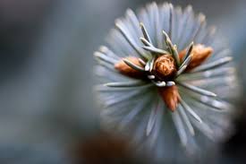 An old bamboo tree an old bamboo tree a winds came into the tree , sway ! Haiku Pierced By Beauty Tweetspeak Poetry