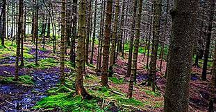 Nu ma pricep la acest tip de animal si. È›Äƒrile Cele Mai ImpÄƒdurite Din Lume 2021