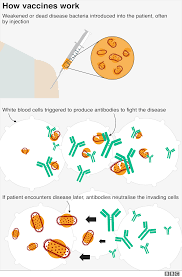 To do this, certain molecules from the pathogen must be. What Are Vaccines How Do They Work And Why Are People Sceptical Bbc News