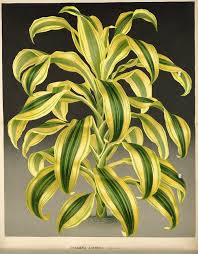 The corn plant gets its common name from its upright growth and elegant leaves that resemble the foliage of corn. Growing Dracaena Fragrans How To Grow Corn Plants