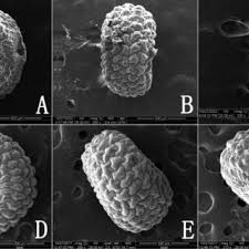 Image result for Silene kiwuensis