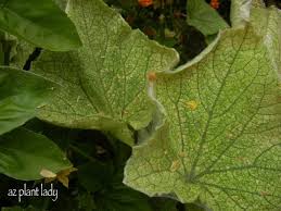 Image result for spider mites on cucumbers