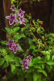 Image result for Asystasia intrusa