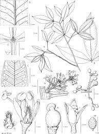 Image result for Vepris grandifolia