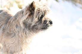 Check spelling or type a new query. The Gorgeous Poppy In The Snow This Morning Via Jensieb Cairn Terrier Terrier Cairn