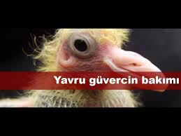 Pompa Ve Siringa Ile Yavru Guvercin Besleme Yontemi Youtube