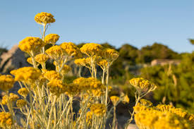 Image result for Helichrysum