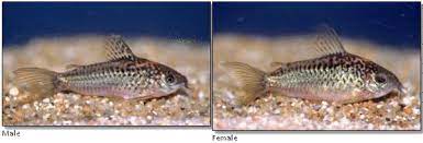 Mature female cory cats are usually much larger than males. Difference Between Male And Female Cory Catfish