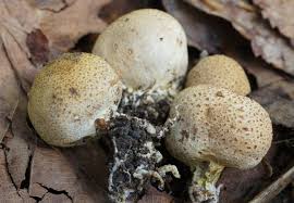 Image result for Scleroderma polyrhizon