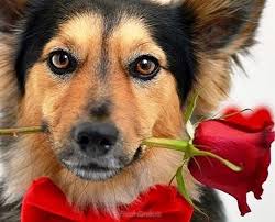 We did not find results for: Create Meme Dog Dog Flowers Pictures Meme Arsenal Com