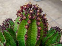Image result for Euphorbia pfeilii