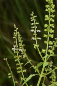 Image result for Basilicum polystachyon