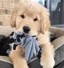 He S Adorable Music Indieartist Chicago Golden Retriever Retriever Super Cute Puppies