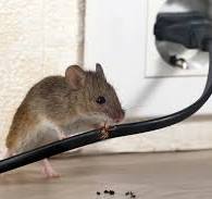 How To Protect Electrical Wiring From Rodents -