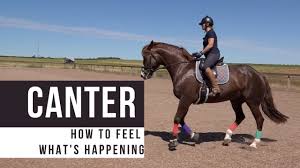 Anna'S Riding Method. Module 2: Sitting Trot - Onehorselife