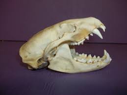 Real Bone Animal Badger Taxidermy Part Skull Skeleton Etsy In 2020 Animal Skeletons Real Bones Skull