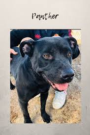 Adopt Panther Dog Organization Small Dog Adoption Sick Pets