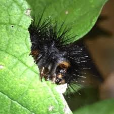 Check spelling or type a new query. Just Caterpillar Things Giant Leopard Moth Caterpillar Eating Hackberry