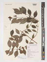 Image result for Argocoffeopsis